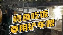 鳄鱼吃饭要用铲车喂#鳄珍 