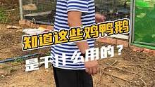 你知道这些鸡鸭鹅是干什么用的吗#鳄珍 