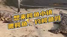 想来鳄鱼小镇喂鳄鱼、钓鳄鱼吗#鳄珍 