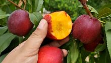新疆石河子143团黄肉油桃