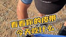 看看你的皮带今天吃什么？#鳄珍