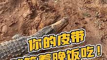 你的皮带就等着晚饭吃哦#鳄珍 