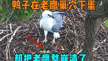 鸭子在老鹰窝里下蛋，老鹰的反应非常好笑，一切却被乌鸦看在眼里