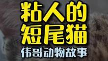 美国德州夫妇亲身示范告诉你，为什么短尾猫不能家养？#短尾猫 #猫咪的迷惑行为 #萌宠
