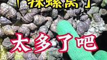 辣螺窝一搂一麻袋，这也太多了吧#赶海寻宝团 #新农村计划2022 #vlog日常 #山东生活日记 #