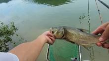 手竿钓鲢鳙，拉起来真爽！记录中鱼全过程
