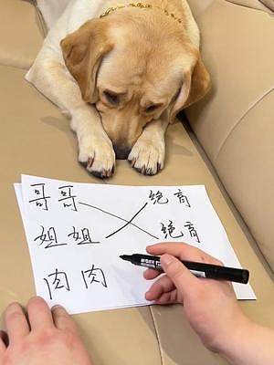 這是一只有自己想法的狗子#動(dòng)物圖鑒 