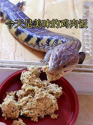 最好养的蜥蜴蓝舌石龙子！给啥吃啥不挑食#蓝舌石龙子 #爬宠 #蜥蜴 #奇异动物召集令 #动物世界