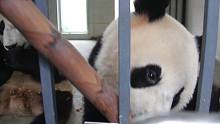 大熊猫饲养员视角喂熊猫竹笋