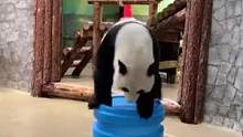 熊猫也知道入乡随俗啊 @DOU+小助手 