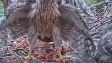 鹰爸带回了大餐，小鹰们抢成了一团（二号苍鹰育雏，持续更新中）#苍鹰育雏#动物世界#野生动物零距离#鸟
