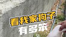 看看我们家的笨狗子是有多笨#鳄珍 