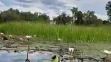 泛舟云莲河，诗意盎然的大自然旅行。水上Safari，是最环保最优美的Safari方式。在博茨瓦纳、津