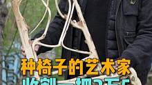 艺术家Gavin Munro在春天种下一颗种子，秋天收获一把椅子#种椅子 #艺术家 #艺术也疯狂 