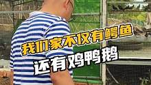 我们家不仅有鳄鱼，还有鸡鸭鹅#鳄珍