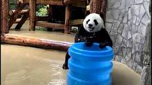 自己的泡澡水，要自己准备！#熊猫 #天气热 