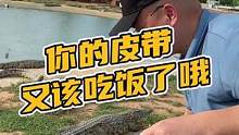 你的皮带又该吃饭了哦#鳄珍鳄鱼园 