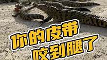 你的皮带咬到腿了#鳄珍 