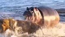 雄狮下河游泳，被河马狂怼#精彩片段 #野生动物零距离 #动物世界 #神奇动物在抖音 