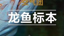 龙鱼标本制作第三蛋 #水族 #观赏鱼 #观赏鱼标本制作 #龙鱼标本制作 #奇异动物召集令