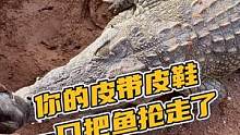 你的皮带皮鞋一口把鱼抢走了#鳄珍