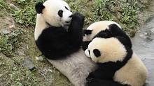 熊猫妈妈哺育两只小宝宝
