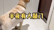 半夜有人敲门，狗子：别怕，我保护你#动物图鉴 