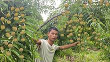 大叔12000元买了1200棵果树，头一次挂果就惊人，老板果然没骗人
