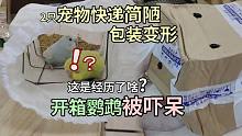打开快递我惊了！活体宠物鹦鹉包装就一个站架，随时都有致命危险！