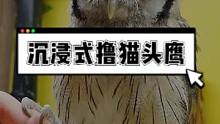 在日本，饲养某些品种的猫头鹰是合法的。本视频由日本油管博主带你前往东京的一家小鸟类咖啡馆，体验下与寻