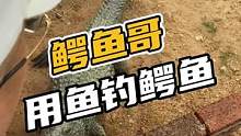 鳄鱼哥用鱼钓鳄鱼#鳄珍 