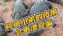 鳄鱼小弟的皮带会更漂亮吗#鳄珍 