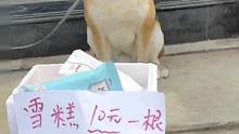 还不赶快养只狗吗？#柴犬 #雪糕刺客
