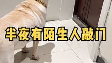 半夜有陌生人敲门，我家狗子的反应......#动物图鉴 