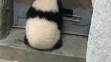#大小熊猫开门的区别 也太可爱了吧~#娱乐评论大赏 #娱乐巨咖站 
