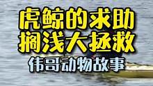 小虎鲸意外搁浅，其它虎鲸家庭成员竟做出这样的举动？#万物皆有灵性 #动物世界 #爱它行动季 #虎鲸