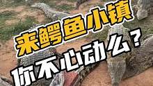 来鳄鱼小镇你不心动吗#鳄珍 