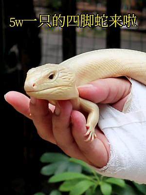 花5w买了一只蜥蜴，这个四脚蛇你觉得值吗#奇妙的动物 #蜥蜴 #动物世界 #爬宠 #蓝舌石龙子 