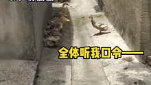 #会排队点名的鸭鸭   这么整齐的队伍，指挥鸭鸭功不可没！#可爱 #娱乐评论大赏  