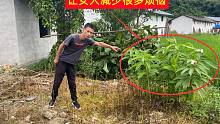 这种植物的头部减少很多女人烦恼，00后90后都不认识，你认识吗？