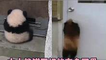 #大熊猫 #小熊猫 真的好可爱啊！！！！#娱乐评论大赏 