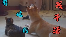 这猫说想训练我吗，快给我吃的！