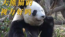 大熊猫的视力好吗？