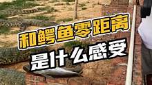和鳄鱼零距离是什么感受#鳄珍 