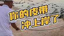 你的皮带冲上岸了#鳄珍 