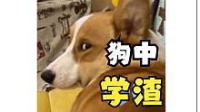 原来狗也分学渣和学霸
