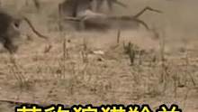 花豹狩猎羚羊不料被狒狒围攻#花豹 #羚羊 #狒狒 #动物世界 #精彩片段 