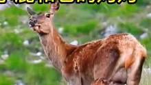 小鹿和它的妈妈#动物世界 #鹿 #精彩片段 #神奇动物在抖音 #万物皆有灵性 