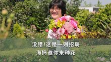 没错！这是一则招聘 海妈邀你来种花