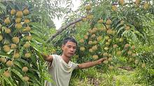大叔花12000元买了1200棵果苗，第一次挂果就惊人，老板果没骗人